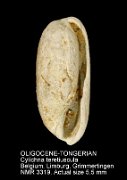 OLIGOCENE-TONGERIAN Cylichna teretiuscula